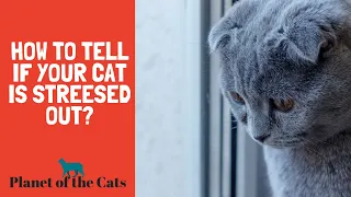 How to Tell if Your Cat is Stressed Out?