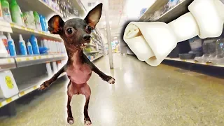Buying a Special Needs Dog EVERYTHING She Touches!