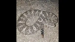 Snakes and a scorpion on an abandoned road. Herping SD.