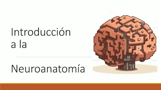 Introducción a neuroanatomía