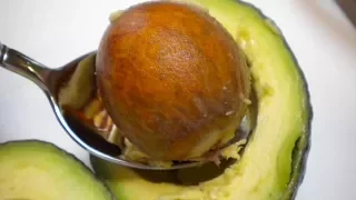 You'll Never Throw Away Avocado Seed After Watching This