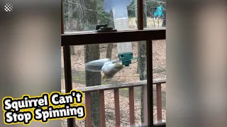 Hilarious squirrel is caught spinning frenzy from a bird feeder.
