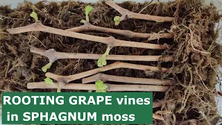 Rooting GRAPE Vines in Sphagnum Moss
