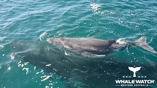 Whale Watch WA & Dolphins defend Humpback Mother & Calf