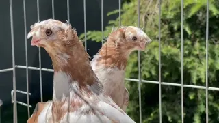 Узбекские двухчубые Голуби Кептерлер #Каптар #pigeon #Pigeons