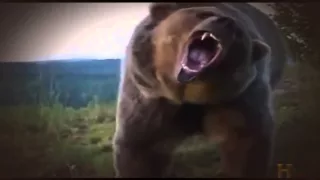 Giant Hybrid Bears   PIZZLY BEARS Polar + Grizzly
