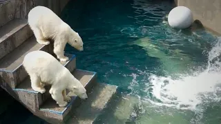 Медвежата Белка и Стрелка крепко обнявшись купаются под водопадом.