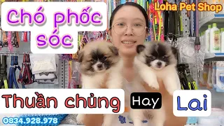 Chó phốc sóc thuần chủng hay lai ? Dấu hiện nhận biết