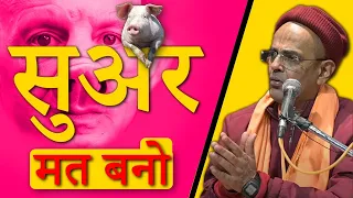 सुअर मत बनो || HG Mohanrupa Prabhu