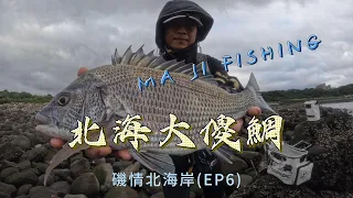 北海大傻鯛，你終究是逃不過我的手掌心(磯情北海岸系列EP6 )#北海岸#三芝#磯釣#黑鯛#黑毛#阿達利釣法#瑪吉#釣魚#海釣#好好釣魚#gamakatsu #shimano#MA JI FISHING