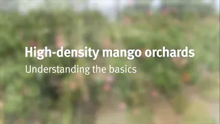 High-density mango intensification: the basics