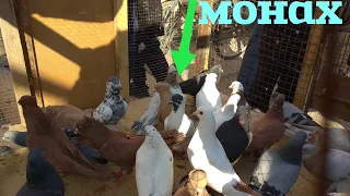 ГОЛУБИНЫЙ РЫНОК УЗБЕКИСТАНА марғилон кабутар бозор Kabutar bozor kabootar bazi, pigeons, голуби,