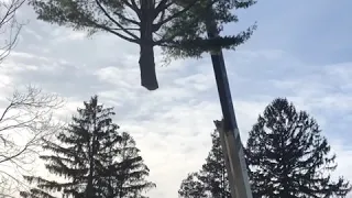 Whole tree removed with 33 ton crane