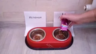 Кот 🐱 Лукас предсказывает результат матча Испания х Россия. 🇪🇸х🇷🇺