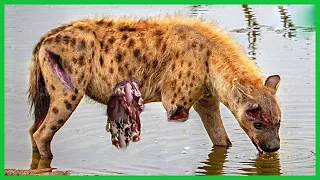 Epic Battle of Lion Vs Hyena || Hyena Attacks Lion | Wild  Animal Fight 2024