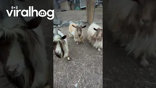 Fainting Goat Faceplants || ViralHog