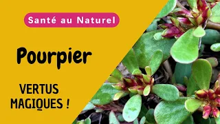 Pourpier : Les Incroyables Bienfaits pour Votre Corps et Astuces d'Utilisation !