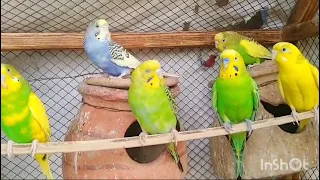 budgies talking and singing #budgies #parrots #beautiful #birds #viralvideos
