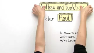 Die Haut – Aufbau und Funktion (Basiswissen) | Biologie | Biologie des Menschen (Mittelstufe)