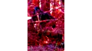 The Loch Of Skene Gorilla Photograph 2002. Is This a British Bigfoot?