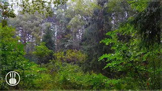 Расслабляющие звуки дождя для сна 🌧️ Утренний дождь в лесу - Белый шум дождя 10 часов