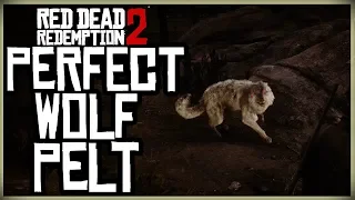 HOW TO GET A PERFECT WOLF PELT - RED DEAD REDEMPTION 2 PRISTINE WOLF HUNT