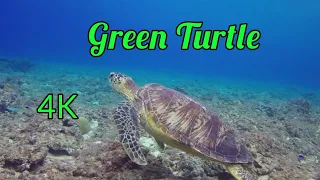 Green Turtle 4K HD