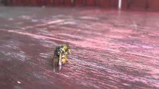 Queen Wasp Mating