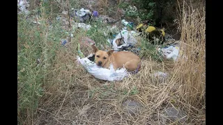 На свалке нашли пса в завязанном мешке