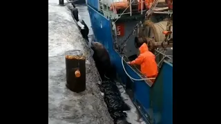 Совсем страх потерял😁