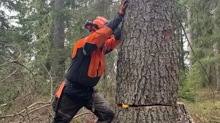 Rycklingeboda - vindfällen 3