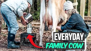 Family Milk Cow {START TO FINISH} Morning Farm Chore Routine