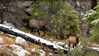 Tyler Broke His Back...And Shot 2 Bull Elk With His Bow!