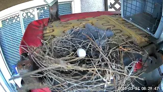 Dove attacked by scrub Jay in nest