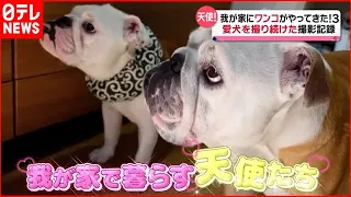 【犬】寝姿はホラー…爆笑！大人気の“ブルドッグ家族”『我が家にワンちゃんがやってきた』『every.特集』