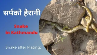 Snake part 2 // Snake in Kathmandu // Snake Mating // सर्पको हैरानी