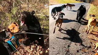 The BEST BEAR HUNTING WITH HOUNDS VIDEO EVER! (or at least its 1 of them haha!...)