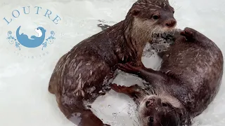 Otter Beat Kissed By All Family Members!