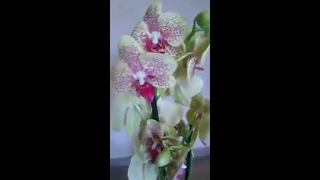 Unboxing new surprise orchid Phalaenopsis Pulsation