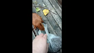 Ушастик первым встречает меня / A familiar squirrel was the first to meet me