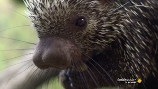 ​Can a Porcupine Shoot Its Quills?