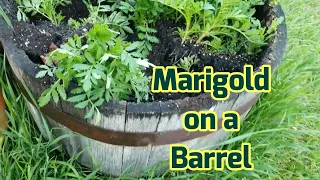 Re-planting Marigold on a Barrel to the front yard garden bed