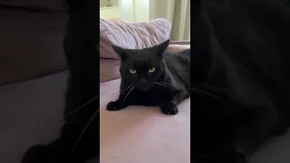 Mufasa vs Scar  (cats version)