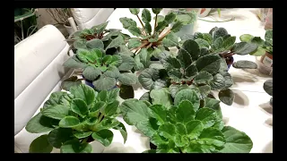 100%Tested Method-Everything About Watering And Overwatering African Violets