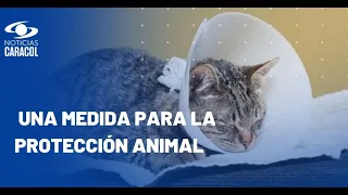 Se aprobó proyecto que crea programa de esterilización quirúrgica para gatos y perros