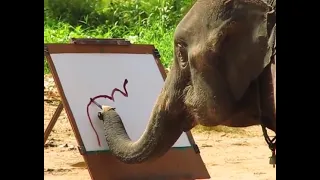 Elephant got Talent 😲