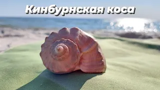 На открытом катере с Очакова на Кинбурн! Кристальная вода, сняли дельфинов вдалеке! Раки отшельники