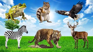 Bustling animal world sounds around us: Snake,  Ostrich, Squirrel, Hippo, Gorilla, Ducks, Horse,...