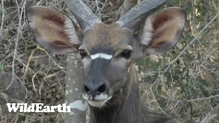 WildEarth - Sunrise Safari -  16 September 2023