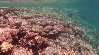 Coral reef "Three Pools", Dahab - Кораллы красного моря, Дахаб, Египет, сайт "Три бассейна"